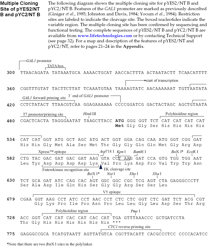 pYES2-NTB多克隆位点